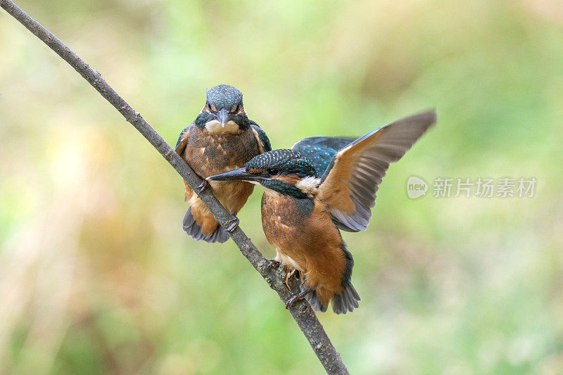 两只年轻的翠鸟(Alcedo atthis)